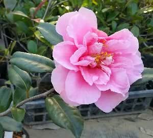 Amazon 笑顔雲竜 サザンカ 山茶花 植木