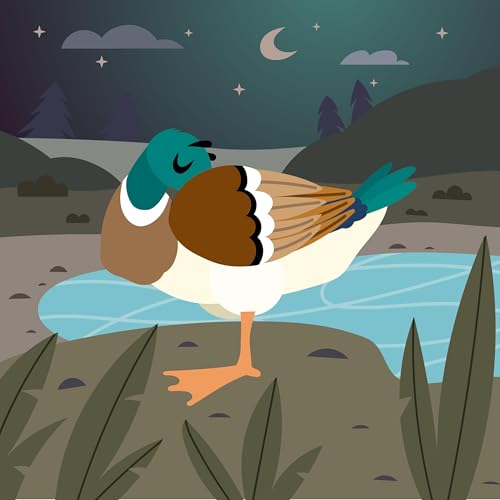 Why Ducks Sleep on One Leg-Storytelling Podcasst for Kids:E326