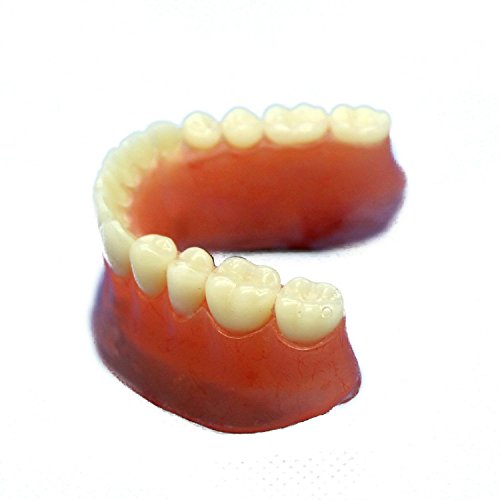 Doc.Royal Dental Study Teaching Model Teeth Implant Repair Model for Dentist