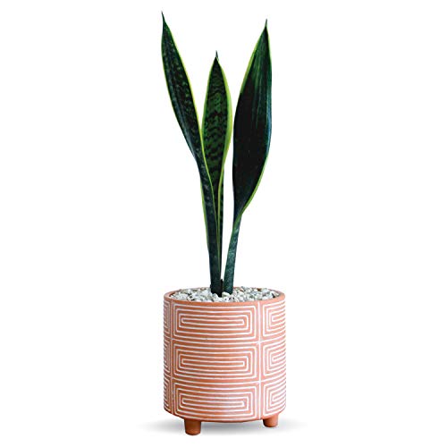 Carlton Lane Terracotta Pot Look – 6-Inch Clay Plant Pot with Drainage Holes