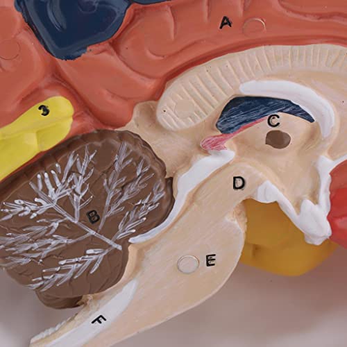 menolana Modelo de Cérebro Humano Função Cerebral Zoneamento Anatomia Do Cérebro