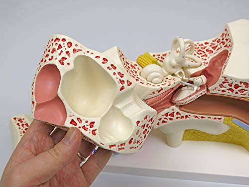 3B Scientific E11 Orecchio, Ingrandito 3 Volte, in...