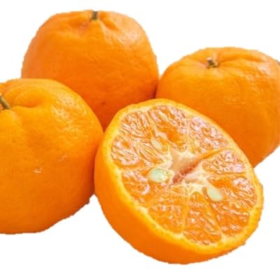 小林果園のポンカン(約5kg)(C24-18)