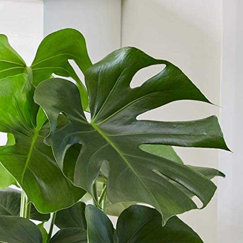 Plant Theory Monstera Deliciosa on Moss Pole Swiss Cheese Plant 80cm Indoor Houseplant 17cm Pot