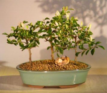 Flowering Lavender Star Flower Bonsai 3 Tree Forest Group Grewia Occidentalis