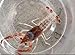Live Tricolor Ghost Crayfish for Fish Tank Pond or Aquarium