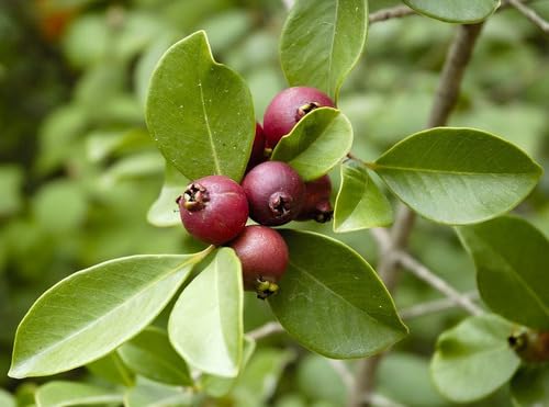 4 MUDAS DE ARAÇÁ ROXA