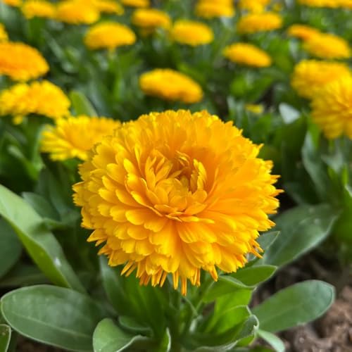 semi di calendula perenni resistenti decorazione balcone giardino 500pcs