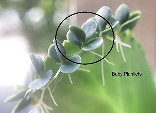 3 Mother of thousands Kalanchoe daigremontiana~mexican hat plant succulent 3 Mother of thousands Kalanchoe daigremontiana~mexican hat plant succulent
