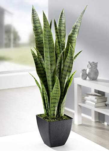 NDS Snake Plant Air Purifier Live Plant for Home,Office,Terrace,Balcony Indoor & Outdoor Plant with Plastic Pot-image-47