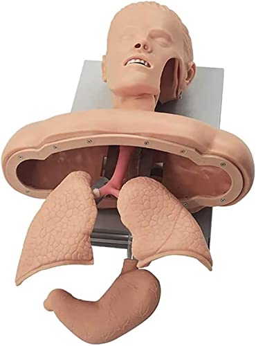 Modelo de enseñanza, Maniquí de intubación Avanzada Entrenador de gestión de Las vías respiratorias Simulador de Entrenamiento de intubación traqueal Modelo Maniquí Modelo de Entre