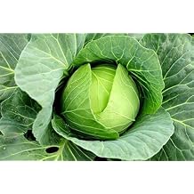 100+ Cabbage- Copenhagen Market Seeds, Heirloom, Non GMO Seed Tasty Healthy Veggie