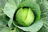 25+ Cabbage- Copenhagen Market Seeds, Heirloom, Non GMO Seed Tasty Healthy Veggie
