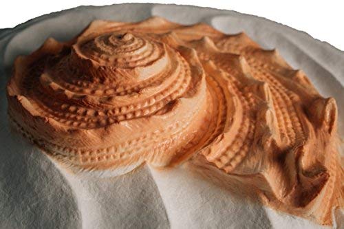 Biodegradable Urn for Scattering Cremated Ashes in Ocean Water, Ground or Sea Burial, Earth Friendly Eco Urn for Human Ashes (Oceanside Shell Coral Floating Urn)