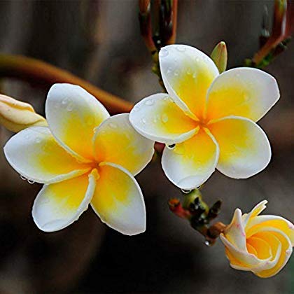 Amazon | M-Tech Gärten Plumeria Frangipani Exotische Thai Blume 10