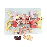 Photo Gallery wbrsybuk- modelli anatomici di cani e gatti, organi interni, muscoli, nervi, campioni di apprendimento for animali veterinari Photo Gallery wbrsybuk- modelli anatomici di cani e gatti, organi interni, muscoli, nervi, campioni di apprendimento for animali veterinari