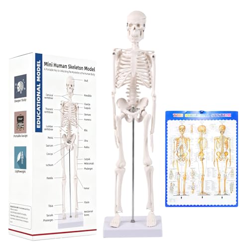 17.72 Inch Mini Skeleton Anatomy Model Realistic Human Skeleton Model with Movable Arms and Legs Scientific Anatomical Bone Model Educational Teaching Display & Halloween Decoration