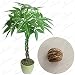 NEW Braid pachira big money tree seeds bonsai tree seeds money tree seeds, 1 seeds/pack