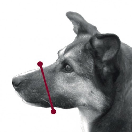 TRIXIE Maulschlaufe für Hunde - 12 cm Korbumfang - 4,3 cm Korblänge - z.B. für Tierarztbesuche oder Bahnfahrten - stufenlos verstellbarer Genickriemen - Schnappverschluss - 1920