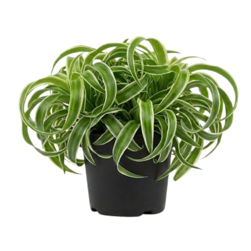 Curly Spider Plant Live in 4 Inch Pot, Live Spider