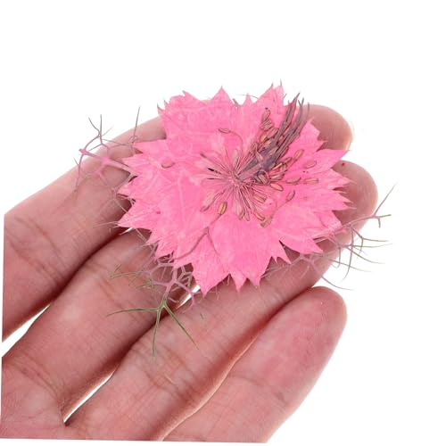 30 piezas de flores secas prensadas para decoración DIY miniatura 7