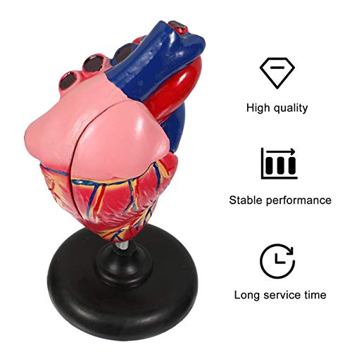 VILLCASE Modelo de Coração Humano Anatomicamente Preciso Modelo Médico de Coração Numerado para Sala