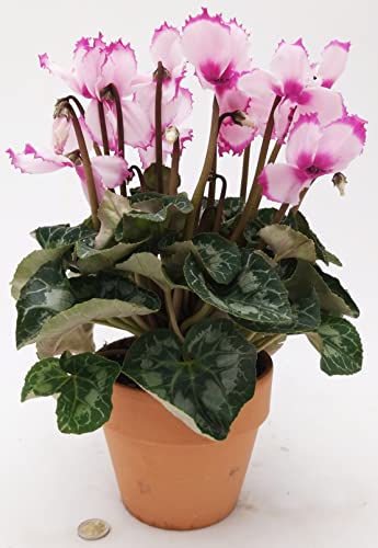 POWERS TO FLOWERS - CICLAMINO FRANGIATO ROSA XL, VASO 16CM, pianta vera