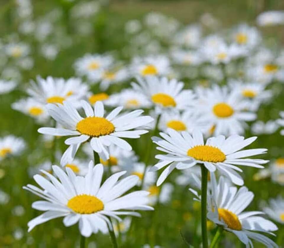 Amazon.co.uk marguerite daisy plants