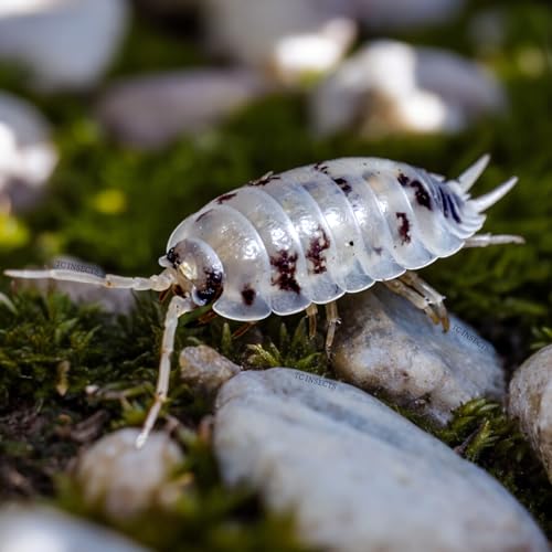 Oreo and Dairy Cow Isopod Combo Pack! 12+ ea – Reptanicals