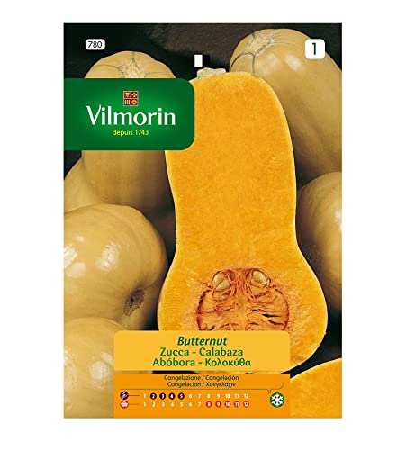 Semillas de CALABAZA BUTTERNUT S-1 780, Sobre 7 gr