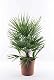 Winterharte Zwergpalme für den Balkon – Chamaerops humilis