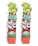 Shop Succulents Assorted Succulent Plant...