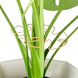 Yeomant 6PCS Iron Monstera Plant Support, Uniquely Designed Indoor Plant Accessories, Stable Plant Support Stakes for Indoor Plant, Turtle Shell Bamboo Clamp Set for Thriving Growth