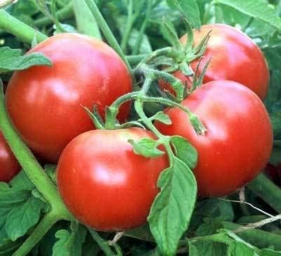 Miniatura 6 de Semillas de tomate "Porter" para plantar, más de 50 semillas de reliquia por paquete, semillas de jardín de Isla (semillas de jardín de Isla),