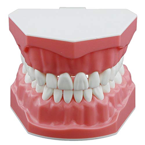 Dental Typodont Teeth Model 1:1 Brushing Flossing Practice Adult Normal Standard Demo Demonstration for Teach Children Study - Thumbnail 3