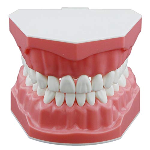 Dental Standard Teeth Model, Typodont Demonstration Denture Model, Kids Dental Supplies Model,Teaching Studying Standard Size (STANDARD TEETH MODEL)