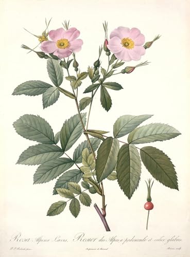 Impressions d'art mural Rosa Alpina Redouté pour une décoration de chambre romantique