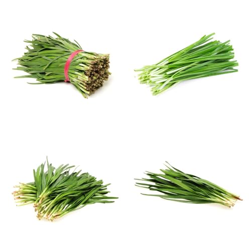 Semi di cipollina resistenti, semi di Allium tuberoso, antichi vecchie varietà acquistare di invernali per giardino 300pcs