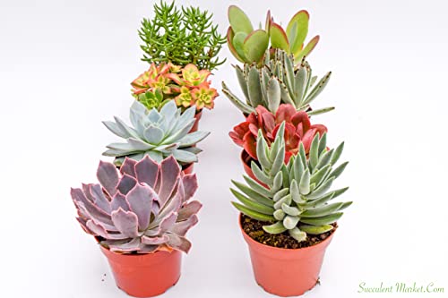 Large Colorful Outdoor Succulents - Assorted 4 Inch - Live Outdoor Succulent Plants - Large Fully Rooted Live Succulents (8) #TOP1
