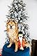 Pearhead Holiday Nutcracker Dog Toy, Stuffed Dog Plush Toy, Squeaker Pet Toy, Christmas Dog Toy, Pet Owner Gift, Novelty Pet Toys