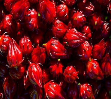70pcs of Hibiscus Rosella Flower Seeds