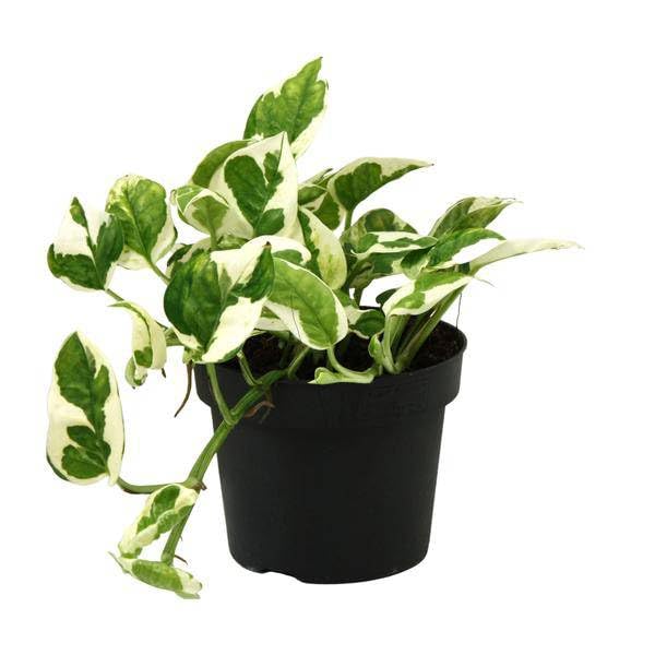 Gefleckte Efeutute Scindapsus Epipremnum N’joy Zimmerpflanze Ø12 cm 15 cm