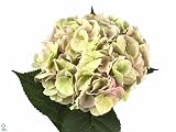 10x Hydr.marzipan classic 60cm