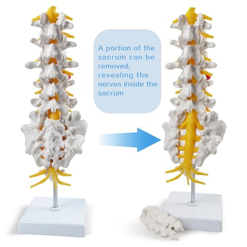 2025 New Life Size Lumbar Spine Model -Human Lumbar Vertebrae Anatomy Model with Sacrum and Spinal Nerves Medical Chiropractor Medical Student Study Teaching Demonstration - Thumbnail 7