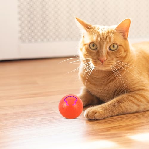 Balle rechargeable pour gros chien à roulement automatique