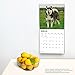 Alaskan Malamutes | 2023 12 x 24 Inch Monthly Square Wall Calendar | BrownTrout | Animals Dog Breeds DogDays