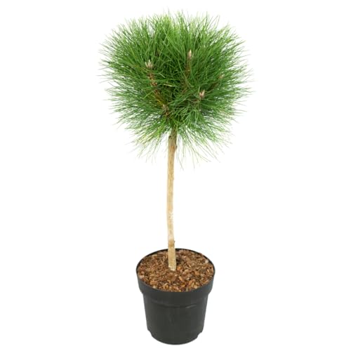 Plant In A Box - Pinus Summer Breeze - Pino Nano - Sferico - Aghi Verdi - Vaso 24Cm - Altezza 70-80Cm