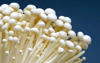 Mushroom Liquid Cultures - Live Mycelium (5 Pack Gourmet)