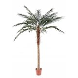  Artificielles.com - Palmera artificial Phoenix H210 cm D150 cm Tronco Fibra de Vidrio en maceta