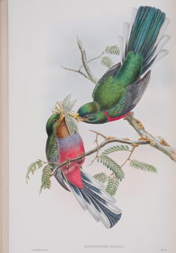 Tableau oiseau John Gould hétérogène de Bretagne - Toile imprimée vintage 60x90